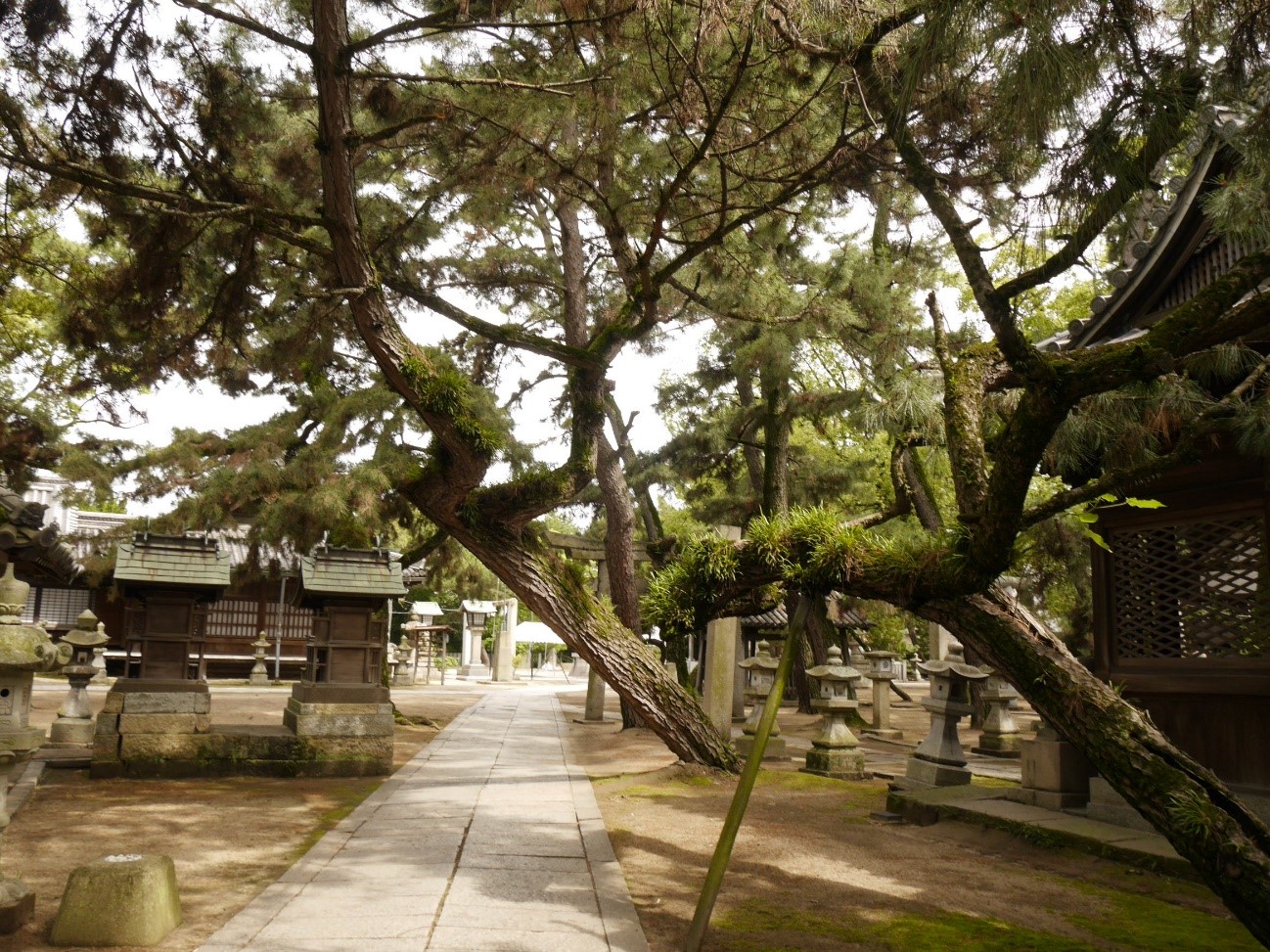 高砂神社　松林