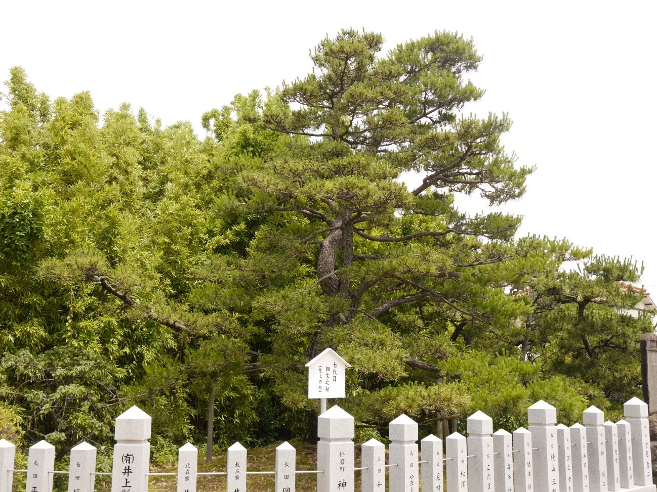 尾上神社　七代目　相生之松（尾上の松）2