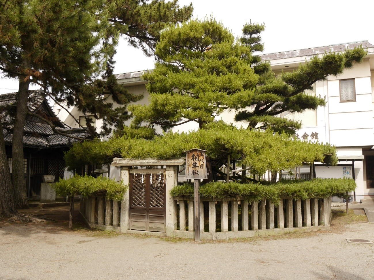 高砂神社　五代目　相生松